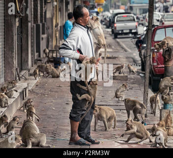 Lopburi, Thaïlande. 6Th Nov 2017. Certaines zones de Lopburi sont inondés avec des singes. Les habitants sont utilisés pour eux et parfois profiter de jouer avec eux. Crédit : Daniel Dohlus/ZUMA/Alamy Fil Live News Banque D'Images