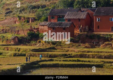 Madagascar, hauts plateaux du centre, région d'Antsirabe rizières vers Antanifotsy le long de la RN7 Banque D'Images