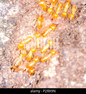 Close up les termites ou fourmis blanches Banque D'Images