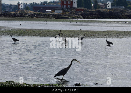 Les grands hérons s'alimentant à Esquimalt Lagoon, Royal Roads, British Columbia, Canada Banque D'Images