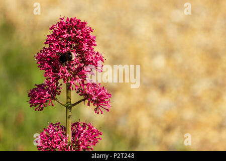 Un gros plan d'une abeille en train de faire son chemin autour d'un rouge de valériane fleurs ; qui est une fleur sauvage Anglais. Banque D'Images