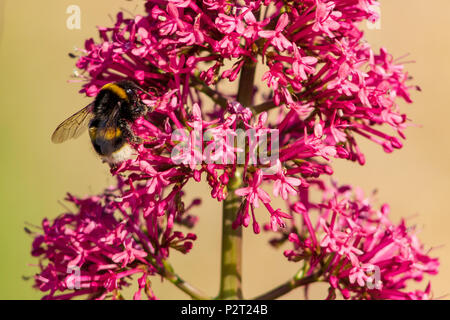 Un gros plan d'une abeille en train de faire son chemin autour d'un rouge de valériane fleurs ; qui est une fleur sauvage Anglais. Banque D'Images