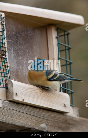 Beau mâle (Passerin azuré Passerina amoena) mange une graine. Les visiteurs d'alimentation fréquentes, 9009 comme le tournesol, millet, graines de chardon et. Banque D'Images