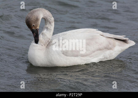 Le cygne de la toundra du premier hiver (Cygnus columbianus) préens ses plumes. Banque D'Images