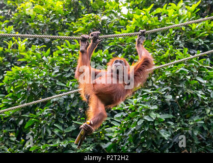 L'orang-outan adultes au Centre de réhabilitation des Orang-outans de Sepilok sur Bornéo, Malaisie Banque D'Images