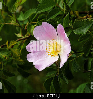 Dog rose (Rosa Canina, Rosaceae). Le jardin de Suzanne, Le Pas, Mayenne, Pays de la Loire, France). Banque D'Images