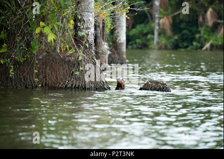 Sandoval Lake , le Pérou, Amérique du Sud Banque D'Images