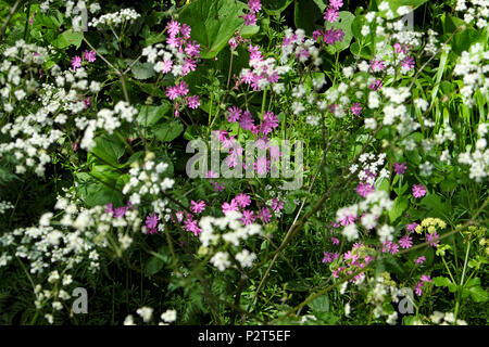 Fleurs sauvages de campion rouge et de persil de vache qui poussent sur le bord de la route Verge au printemps de mai dans Pembrokeshire Marloes West Wales UK KATHY DEWITT Banque D'Images