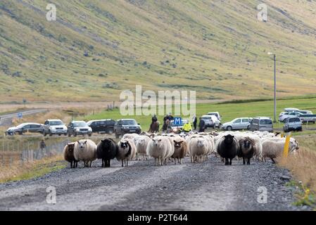 L'Islande, Fjords de l'Ouest, rettir Bolungarvik, rassemblement des moutons, Banque D'Images