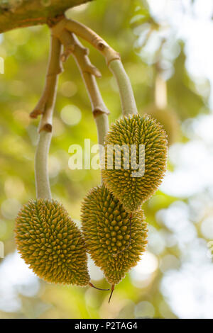 Les jeunes fruits Durian on tree Banque D'Images