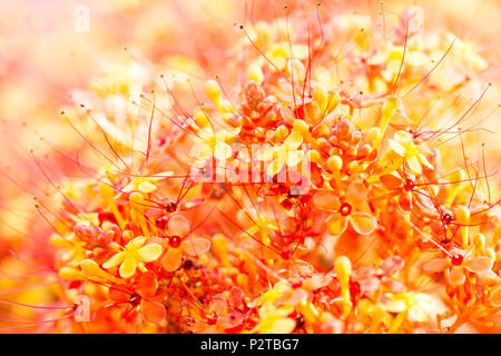 Close up image de fleurs orange ashoka (Saraca indica) Banque D'Images