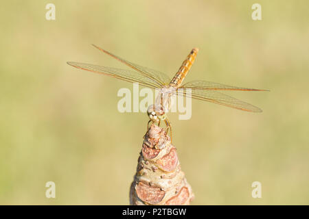 Close up image of brown libellule sur fond naturel Banque D'Images