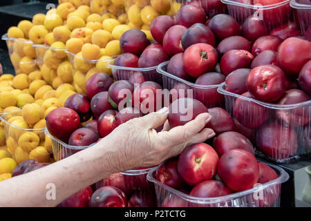 Main d'une femme âgée a le choix et les abricots nectarines mûres sur le marché Banque D'Images