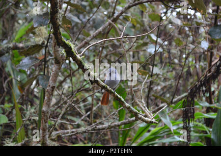 Paradise Flycatcher Mascarene (Terpsiphone bourbonnensis bourbonnensis), une sous-espèce indigène de l'île de rèunion Banque D'Images