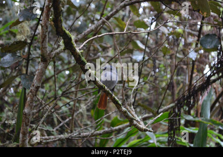 Paradise Flycatcher Mascarene (Terpsiphone bourbonnensis bourbonnensis), une sous-espèce indigène de l'île de rèunion Banque D'Images