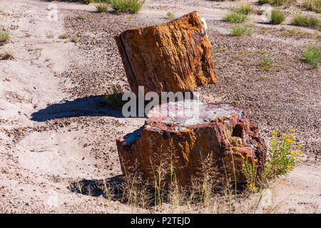 Grumes pétrifiées dans la forêt de cristal du parc national de la forêt pétrifiée en Arizona. Plus de 200 millions d'années se sont écoulées depuis la cristallisation. Banque D'Images