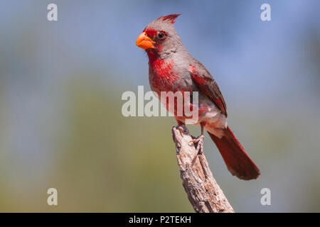 Pyrrhuloxia, Cardinalis sinuatus, une moyenne d'oiseaux de l'Amérique du Nord dans le même genre que le Cardinal rouge. Banque D'Images