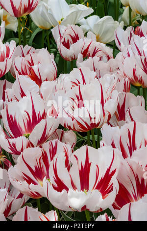 Triumph Tulip, Tulipa triumph 'HAPPY GENERATION', au jardins de Keukenhof en Hollande du Sud, Pays-Bas. Banque D'Images