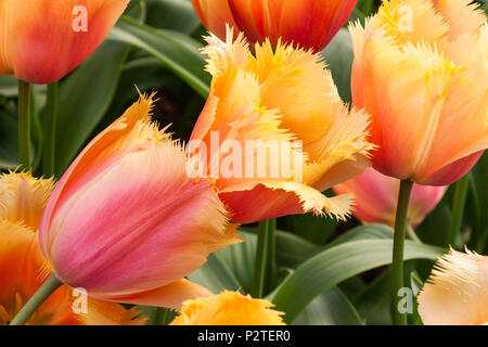 Tulipes frangées, Tulipa 'LAMBADA' frangées, au jardins de Keukenhof en Hollande du Sud des Pays-Bas. Banque D'Images