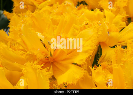 Tulipes frangées, Tulipa 'Mfrangée SUR AMOUR', au jardins de Keukenhof en Hollande du Sud, Pays-Bas. Banque D'Images