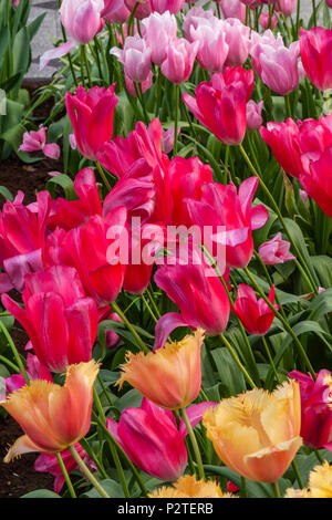 Triumph Tulip, Tulipa 'Moulin Rouge', 'Tulipes frangées avec LAMBADA', à Kuekenhof les jardins. Banque D'Images