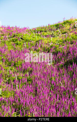 Digitales, Digitalis purpurea, poussant sur Dark, Lake District, UK, chez les arbres forestiers nouvellement plantés. Banque D'Images