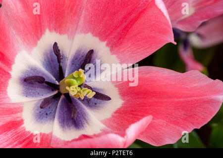 Triumph Tulip, Tulipa 'TS 8-1', au jardins de Keukenhof en Hollande du Sud des Pays-Bas. Banque D'Images