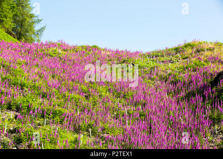 Digitales, Digitalis purpurea, poussant sur Dark, Lake District, UK, chez les arbres forestiers nouvellement plantés. Banque D'Images