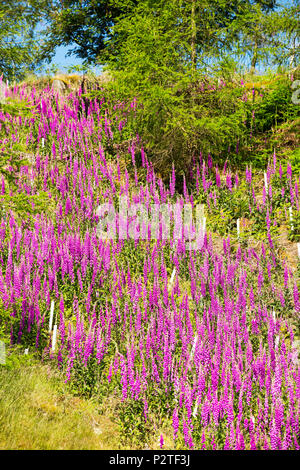 Digitales, Digitalis purpurea, poussant sur Dark, Lake District, UK, chez les arbres forestiers nouvellement plantés. Banque D'Images