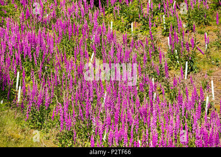 Digitales, Digitalis purpurea, poussant sur Dark, Lake District, UK, chez les arbres forestiers nouvellement plantés. Banque D'Images