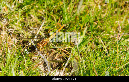 Une femelle Orthetrum coerulescens (Skimmer carénées) dragonfly sur noir est tombé, Cumbria, Royaume-Uni. Banque D'Images