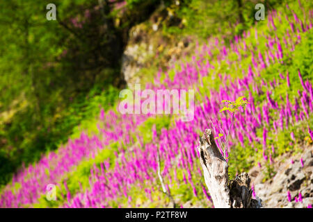 Une montagne Ash, fruit d'une vieille souche d'arbre entre les Digitales, Digitalis purpurea, poussant sur Dark, Lake District, UK. Banque D'Images