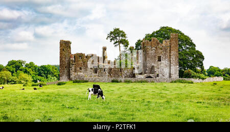 Le pâturage des vaches laitières au pâturage avec ancien château en arrière-plan Banque D'Images