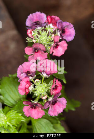 Grappe de fleurs rouge vif - rose et vert clair feuilles de plantes jardin Nemesia fruticans 'Fruit' Picote sur fond sombre Banque D'Images