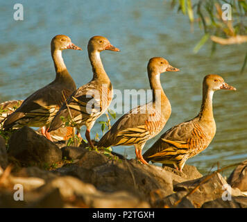 Groupe de quatre beaux sifflement de plumes de canards, Dendrocygna eytoni, en pose à côté de l'eau bleu symétrique des zones humides à Bundaberg Australie Banque D'Images