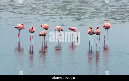 Les flamants, Walvis Bay, région d'Erongo, Namibie Banque D'Images