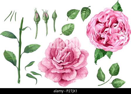 Ensemble, collection de fleurs rose, des pétales et des feuilles isolées sur fond blanc. Illustration de Vecteur