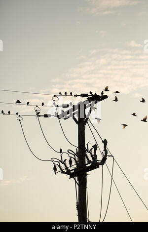 Les adultes et les juvéniles, les étourneaux Sturnus vulgaris, qui sont recueillies sur les lignes télégraphiques dans la soirée pour se percher. Les adultes sont sombres en colo Banque D'Images