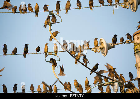 Les adultes et les juvéniles, les étourneaux Sturnus vulgaris, rassemblement sur des lignes télégraphiques dans la soirée avant de partir pour se percher. Les adultes sont de couleur sombre, Banque D'Images