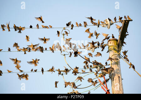 Les adultes et les juvéniles, les étourneaux Sturnus vulgaris, rassemblement sur des lignes télégraphiques dans la soirée avant de partir pour se percher. Les adultes sont de couleur sombre, Banque D'Images