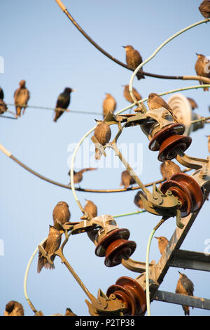 Les adultes et les juvéniles, les étourneaux Sturnus vulgaris, rassemblement sur des lignes télégraphiques dans la soirée avant de partir pour se percher. Les adultes sont de couleur sombre, Banque D'Images