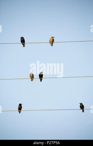 Les adultes et les juvéniles, les étourneaux Sturnus vulgaris, rassemblement sur des lignes télégraphiques dans la soirée avant de partir pour se percher. Les adultes sont de couleur sombre, Banque D'Images