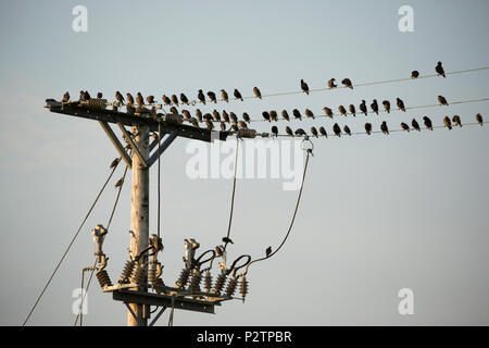 Les adultes et les juvéniles, les étourneaux Sturnus vulgaris, rassemblement sur des lignes télégraphiques dans la soirée avant de partir pour se percher. Les adultes sont de couleur sombre, Banque D'Images