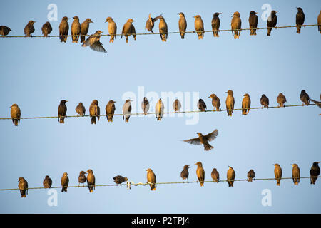 Les adultes et les juvéniles, les étourneaux Sturnus vulgaris, rassemblement sur des lignes télégraphiques dans la soirée avant de partir pour se percher. Les adultes sont de couleur sombre, Banque D'Images