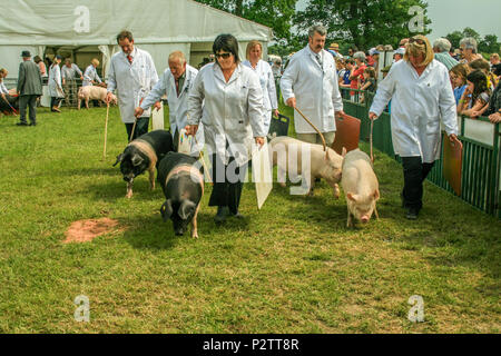 Les porcs étant affichée par l'investiture et examiné par des juges à Cheshire Show 2013 à Cheshire showground Tabley Cheshire UK Banque D'Images