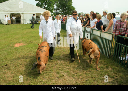 Les porcs étant affichée par l'investiture et examiné par des juges à Cheshire Show 2013 à Cheshire showground Tabley Cheshire UK Banque D'Images