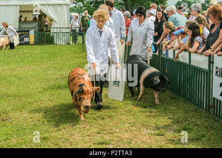 Les porcs étant affichée par l'investiture et examiné par des juges à Cheshire Show 2013 à Cheshire showground Tabley Cheshire UK Banque D'Images