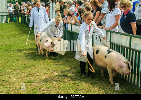 Les porcs étant affichée par l'investiture et examiné par des juges à Cheshire Show 2013 à Cheshire showground Tabley Cheshire UK Banque D'Images