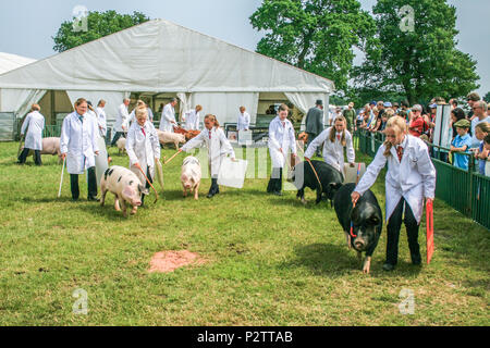 Les porcs étant affichée par l'investiture et examiné par des juges à Cheshire Show 2013 à Cheshire showground Tabley Cheshire UK Banque D'Images