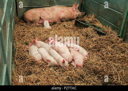 Les porcs étant affichée par l'investiture et examiné par des juges à Cheshire Show 2013 à Cheshire showground Tabley Cheshire UK Banque D'Images